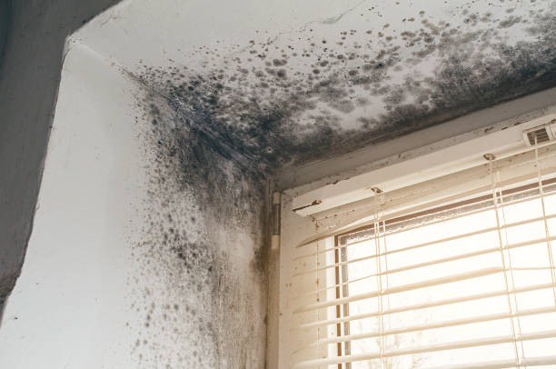 Trusted Commercial Mold Remediation service in Dolphin, VA - Cheap Mold Removal