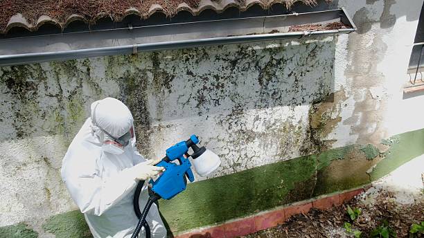 Top rated local Basement Mold Removal specialists in Dolphin, VA